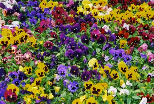 500 Pansy Seeds 600mg- Swiss Giant Mix Flower Seeds bulk Hardy Annual