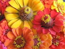 75 HEIRLOOM ANNUAL FLOWER SEED - ZINNIA SOUTHERN SUNSET ORANGE RED  YELLOW