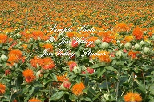 Carthamus tinctorius Safflower 200 Seeds Annual Flower Seed wildflower Bright orange-yellow drought tolerant deck garden bedding plant