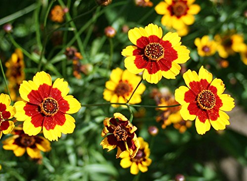 Coreopsis tinctoria annuals Flower Seeds from Ukraine