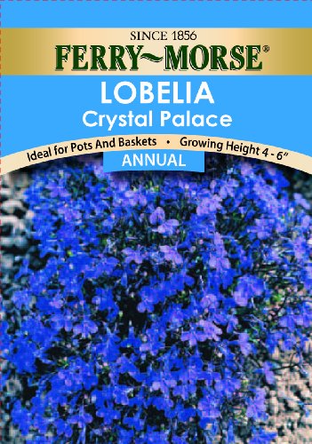 Ferry-Morse ZF5951 Lobelia Annual Flower Seeds Crystal Palace 125 Milligram Packet