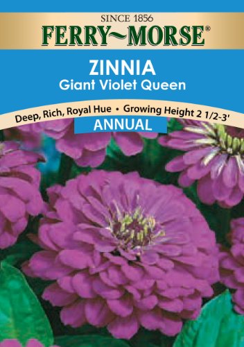 Ferry-morse Annual Flower Seeds 1177 Zinnia - Giant Double Flow Violetqueen 700 Milligram Packet