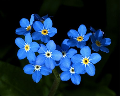 Forget-me-not blue Ball myosotis Alpestris  Flower Plant Seeds Annual Heirloom