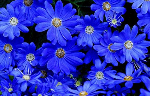 Heirloom 50 Annual Flower Garden Seeds - Daisy -quotfelicia The Blues&quot Unusual Blue Daisy
