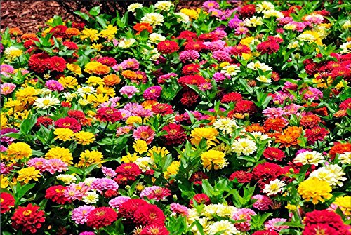 Heirloom 50 Annual Flower Seeds - Dwarf Zinnia - Thumbelina Shorter Variety