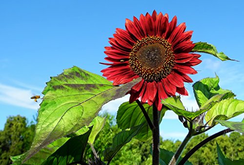 Heirloom 50 Annual Flower Seeds Sunflower -Red Sun Multiple Blooms