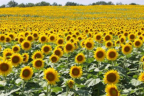 Heirloom 50 Annual Flower Seeds - Sunflowers - Black Oil Great For Birdseed