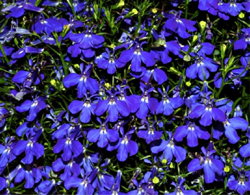 Lobelia hamburgia lobelia Erinus L Flower Plant Seeds Annual Heirloom