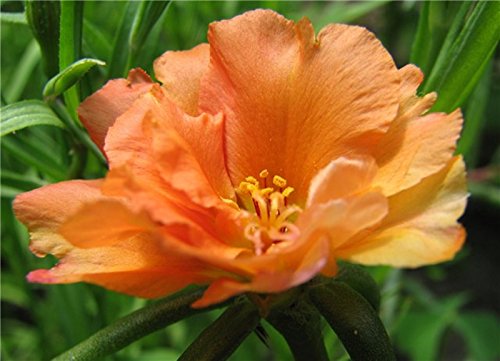 Orange Double Moss-Rose Seeds Portulaca Grandiflora Annual Flower Carpet