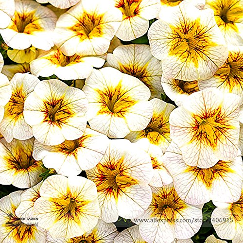 Rare Superbells Frostfire Calibrachoa Petunia Annual Flower Seeds Professional Pack 100 Seeds  Pack Large