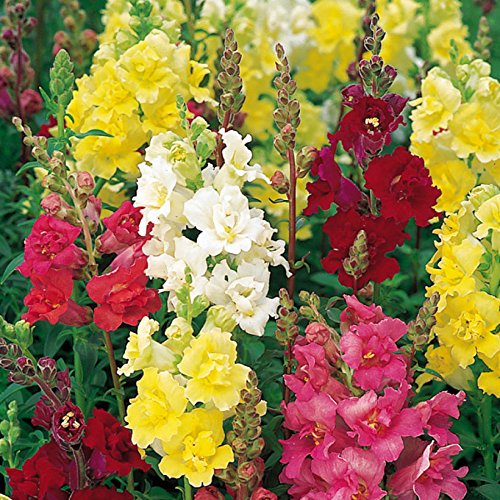 Snapdragon Tall Antirrhinum majus maximum annuals Flower Seeds from Ukraine