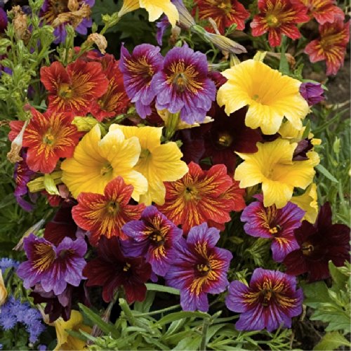 Velvet Trumpet Flower Mix salpiglossis Sinuata Ruiz Et Pav Flower Plant Seeds Annual Heirloom