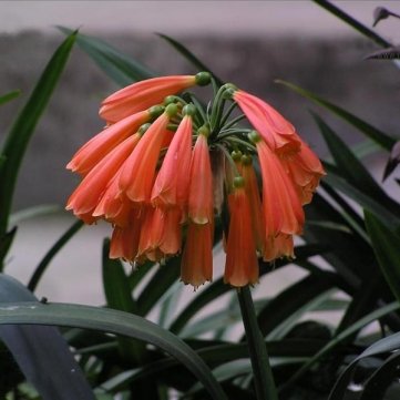 10PCS Clivia nobilis Lindl Seeds Indoor Plant