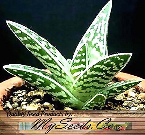 20 X Aloe Variegata Tiger Aloe Partridge-breasted Aloe Plant Seeds - Great For Greenhouseamp Indoor - Indigenous