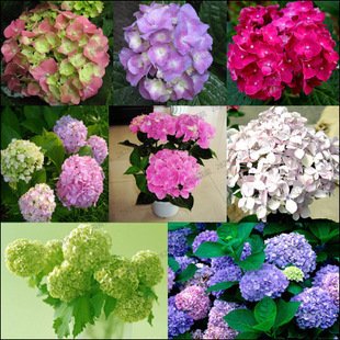 20 seedsbag Hydrangea flower seeds potted geraniums balcony hydrangea indoor plants seeds Yi kinds 10