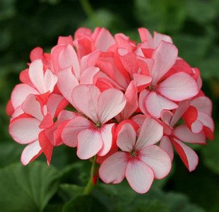 20 seeds bag Hydrangea flower seeds potted geraniums balcony hydrangea indoor plants seeds Yi kinds 10