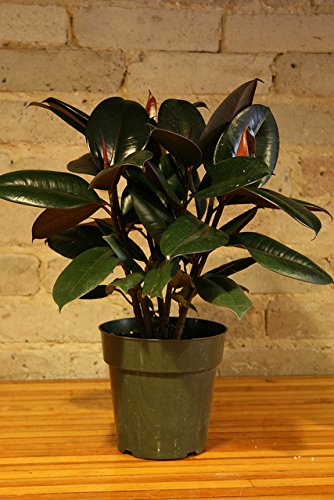 50 Seeds Rubber Tree Indoor Air Purification House Plant
