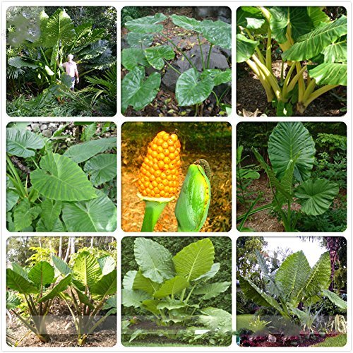 ADB Inc DD Heirloom Green Giant Taro Alocasia Macrorrhiza Indoor Plant Seeds