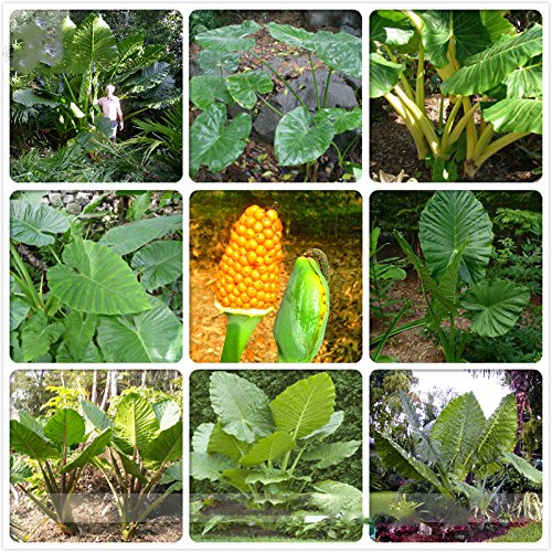 ADB Inc Heirloom Alocasia Macrorrhiza Green Giant Taro Indoor Plant Seeds