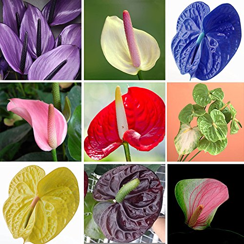 Anthurium Plant 50 Seeds Year Round Indoor Air Purification Plant For Home Or Office Mixed Colors