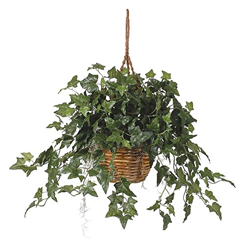 English Ivy hedera Helixquot100 Seeds&quot - Evergreen Houseplants For Improving Indoor Air Quality