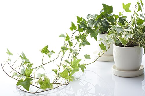 English Ivy hedera Helixquot50 Seeds&quot - Evergreen Houseplants For Improving Indoor Air Quality