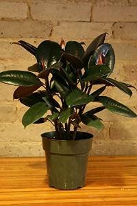 Green Leafreg 50 Seeds Rubber Tree Indoor Air Purification House Plant