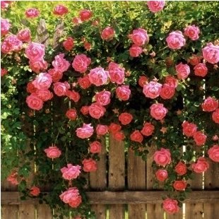 50 seedspack Rose flower seedling seed rose plants balcony bonsai plants flower seeds rose seeds