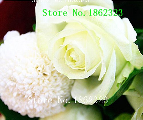 Hot100 pcs Rose Flowers seedling seed rose plants balcony bonsai plants flower seeds rose seeds