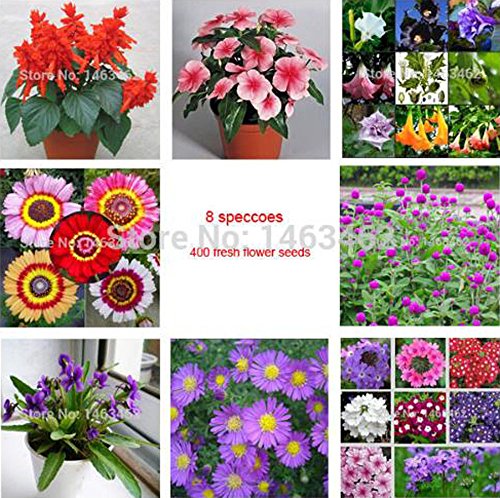 NP mart-8 Different DIY Home Garden mix flower seeds bonsai flower seedling seed Daturasalvia Garland chrysanthemum verbena