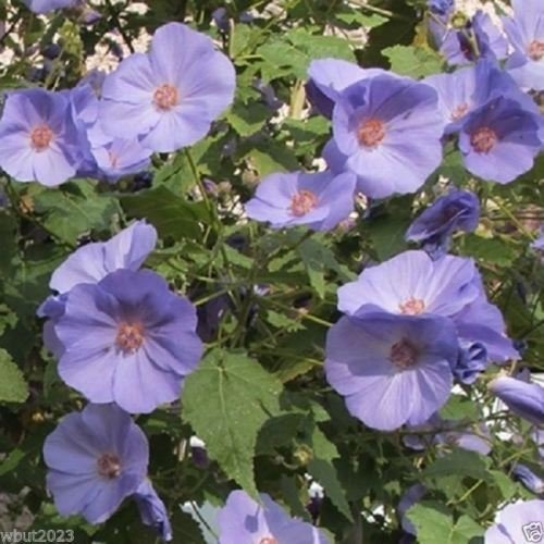 10 Abutilon Seeds-ABUTILON vitifolium Indian MallowFlowering MapleFast Growing