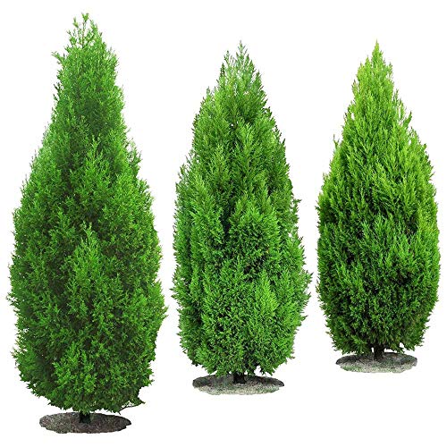 100pcs Italian Cypress Tree Seeds Fast Growing SeedsPerennial Temperate Bonsai Plant Seeds Cypress Seeds Tree Seeds Flowers