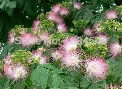 25 pcs Acacia Tree Flower Seeds evergreen bonsai  fast growing bonsai