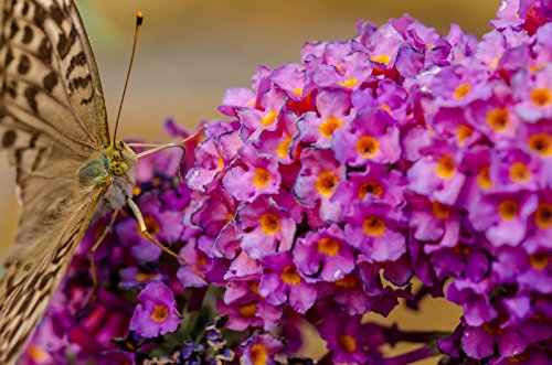 BUTTERFLY BUSH LAVENDER 247 SEEDS BUDDLEIA DAVIDII EZ AND FAST GROWING