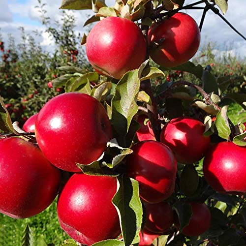 Caiuet Apple Tree Seeds Apple Seeds Jewel Apple Tree Open Pollinated Seeds Heavy Fruit Producing Fast Growing