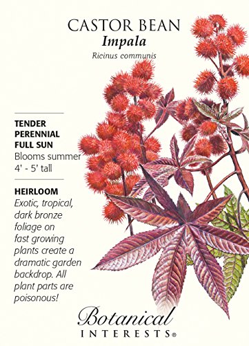 Castor Bean Impala Seeds - 4 grams - Fast Growing