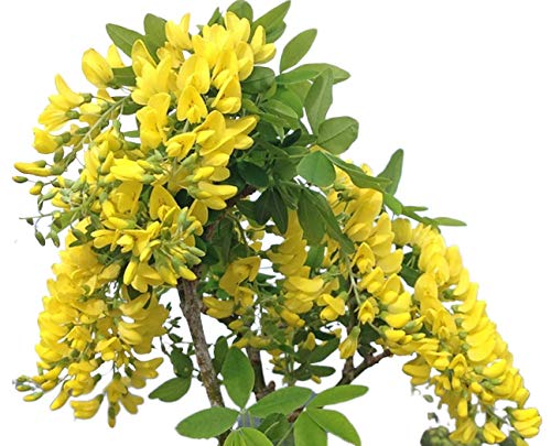 Golden Chain Tree 62 Seeds - Laburnum Anagyroides Tree Plant Chain Beautiful Fragrant Cascading Yellow Flowers Fast Growing Blooming Bonsai Seed for Small Garden