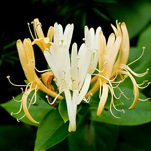 Japanese Honeysuckle 25 Seeds Fragrant Low Maintaince Fast Growing