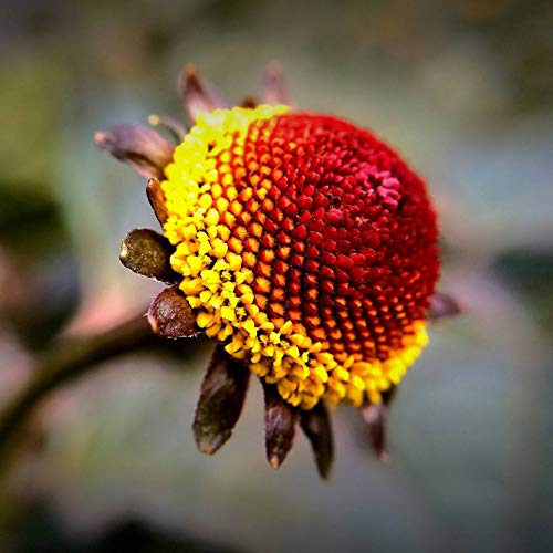KINHOO 500pcs Tropical Toothache Care Herb Plant Seeds Bright Yellow Button Flowers Fast Growing