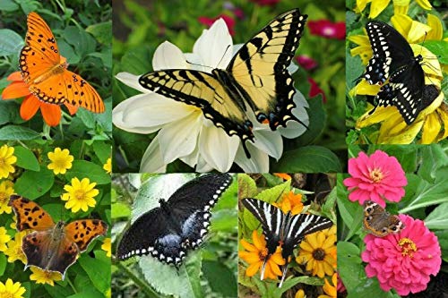 Quick Easy Butterfly Garden KIT Fast Growing Seeds Blooms Spring to Fall