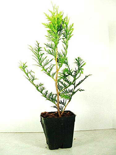 Seeds Green Arborvitae - Thuja plicata - Seeds - Great Fast Growing Seeds