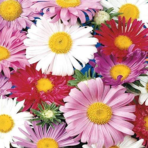Single Mixed China Aster-Pink purplered and white - fast-growing Beauties 100 - Seeds