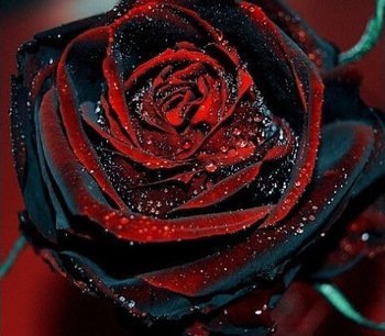 Black Rose Ambizu Flower Seeds 200 Pcs - Rare True Blood Black Rose Seeds- Bonsai Flower Plant Seeds