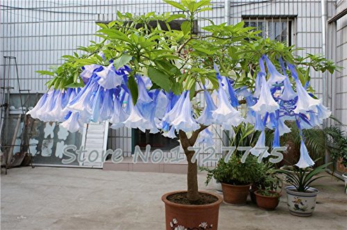  LOSS PROMOTION SALE Bonsai seeds 50pcs DWARF Brugmansia suaveolens Flamenco angels Trumpets Flowers plant seeds