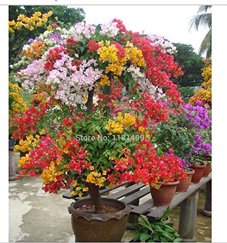 100pcs Mix-color Bougainvillea Spectabilis Willd Seeds Bonsai Flower Plant Seeds Flowers Flower Pot Planters