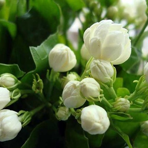 20seedsbag Jasmine seed indoor plants perennial flower seeds