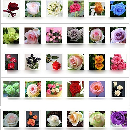 30 Kinds Multi-color Total 300 Seeds Colorful Rose Flower Seeds Rare Rainbow Rose Flower Seeds Plant Home Garden