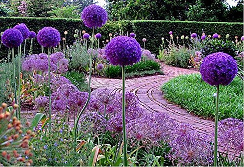 50 Pcsbag Purple Giant Allium Giganteum Beautiful Flower Seeds Garden Plant Gift