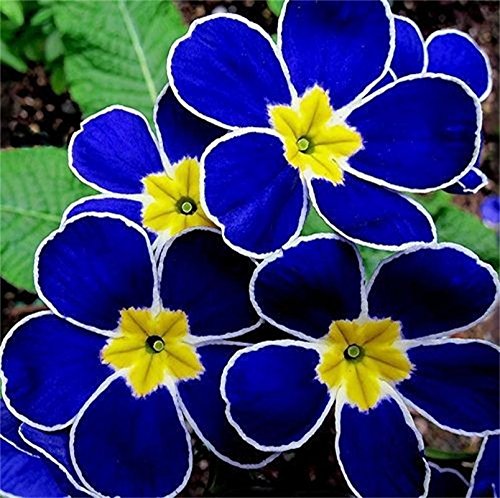 Blue Evening Primrose 100 pcs Orchid Ideal Garden Potted Seeds Rare Flower Plant Seeds