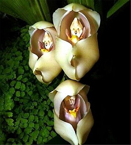 Fd3629 Rare Eggs Baby Orchid Seeds Flower Seeds Plant Pot Yard Seed Bonsai 20pcs